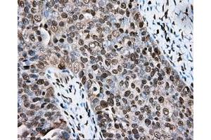 Immunohistochemical staining of paraffin-embedded colon tissue using anti-CYP1A2 mouse monoclonal antibody. (CYP1A2 Antikörper)