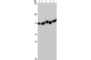Western Blotting (WB) image for anti-Heat Shock Protein 90kDa alpha (Cytosolic), Class A Member 2 (HSP90AA2) antibody (ABIN2427485) (HSP90AA2 Antikörper)