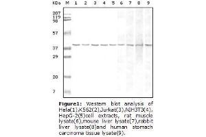 Image no. 1 for anti-Glyceraldehyde-3-Phosphate Dehydrogenase (GAPDH) antibody (ABIN207608) (GAPDH Antikörper)
