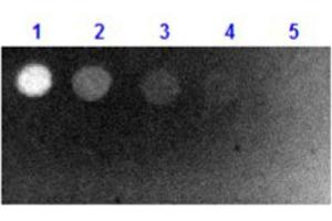 Dot Blot results of Goat Fab Anti-Biotin Antibody Fluorescein Conjugate. (Biotin Antikörper  (FITC))