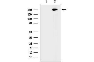 Western blot analysis of lysates from Mouse brain, using CEP295 Antibody. (KIAA1731 (KIAA1731) Antikörper)