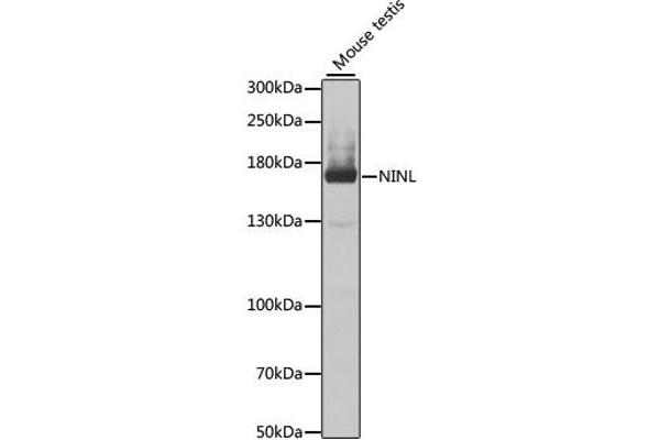 NINL Antikörper