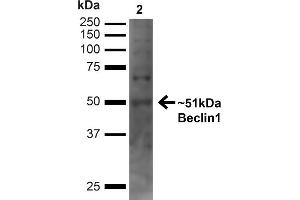 Western blot analysis of Human Embryonic kidney epithelial cell line (HEK293T) lysate showing detection of ~51 kDa Beclin 1 protein using Rabbit Anti-Beclin 1 Polyclonal Antibody (ABIN2868772). (Beclin 1 Antikörper  (C-Term) (PerCP))