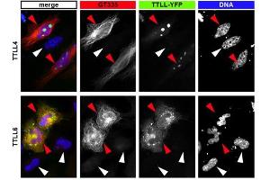 Immunofluorescence analysis of tubulin glutamylation with anti-Polyglutamylation Modification, mAb (GT335) . (Polyglutamylation Antikörper)