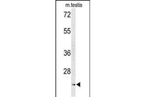 Western blot analysis of UN Antibody (Center) (ABIN653320 and ABIN2842812) in mouse testis tissue lysates (35 μg/lane). (UNC119 Antikörper  (AA 64-94))