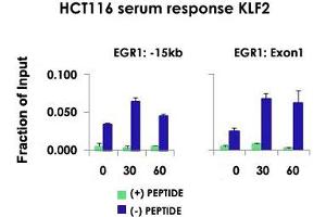 Chromatin Immunoprecipitation (ChIP) of HCT116 cell lysate with KLF2 polyclonal antibody . (KLF2 Antikörper  (Internal Region))