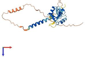 KLRC3 Protein (AA 1-240) (His tag)