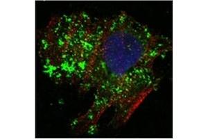 Immunofluorescence (IF) image for anti-B-Cell CLL/lymphoma 10 (BCL10) antibody (ABIN1105500) (BCL10 Antikörper)