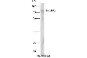 Mouse embryo lysates probed with Rabbit Anti-SMURF2 Polyclonal Antibody, Unconjugated  at 1:5000 for 90 min at 37˚C.