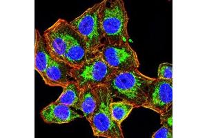 Immunofluorescence analysis of Hela cells using HAS1 mouse mAb (green). (HAS1 Antikörper)