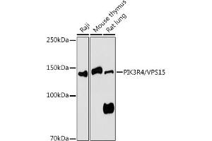 Western blot analysis of extracts of various cell lines, using PIK3R4/VPS15 antibody (ABIN7269323) at 1:1000 dilution. (PIK3R4 Antikörper  (AA 1-330))