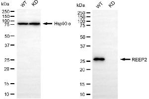 Western blotting analysis using REEP2 antibody (ABIN7800153).
