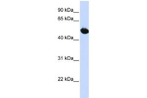 WB Suggested Anti-SLC2A9 Antibody Titration:  0.