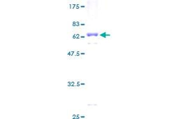 PRSS8 Protein (AA 1-343) (GST tag)