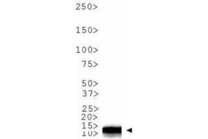 Western Blot of Rabbit Anti-Histone H3 [Dimethyl Lys9] Antibody. (Histone 3 Antikörper  (H3K9me2))