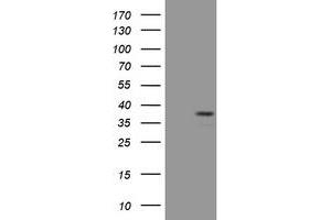 Image no. 1 for anti-Paired Box 4 (PAX4) (AA 1-228) antibody (ABIN1490614)
