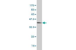 Western Blot detection against Immunogen (37. (RFNG Antikörper  (AA 82-190))