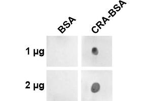 Dot blot analysis using Mouse Anti-Crotonaldehyde Monoclonal Antibody, Clone 2A8. (Crotonaldehyde (CRA) Antikörper (PerCP))
