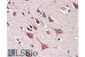 ABIN5539900 (5µg/ml) staining of paraffin embedded Human Cerebral Cortex. (MOBKL3 Antikörper  (AA 137-151))