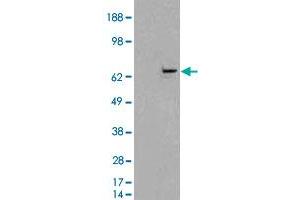 HEK293 overexpressing FANCG and probed with FANCG polyclonal antibody  (mock transfection in first lane), tested by Origene. (FANCG Antikörper)
