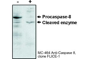Image no. 1 for anti-Caspase 8 (CASP8) (N-Term) antibody (ABIN187519) (Caspase 8 Antikörper  (N-Term))