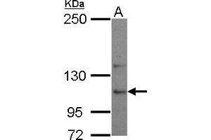 Western Blotting (WB) image for anti-Ubiquitin Specific Peptidase 26 (USP26) (C-Term) antibody (ABIN1491907) (USP26 Antikörper  (C-Term))