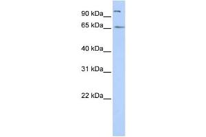 Western Blotting (WB) image for anti-Spermatogenesis Associated 16 (SPATA16) antibody (ABIN2460088) (SPATA16 Antikörper)
