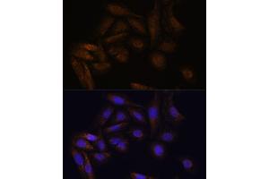 Immunofluorescence analysis of U-2 OS cells using TF antibody (ABIN7270888) at dilution of 1:100. (TFAP4 Antikörper)