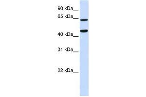 Western Blotting (WB) image for anti-Tripartite Motif Containing 54 (TRIM54) antibody (ABIN2458753)
