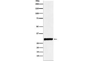 Western blot analysis of Annexin IV expression in HepG2 cell lysate.