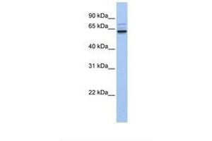 Image no. 1 for anti-Rho Guanine Nucleotide Exchange Factor 25 (ARHGEF25) (AA 506-555) antibody (ABIN6739417)