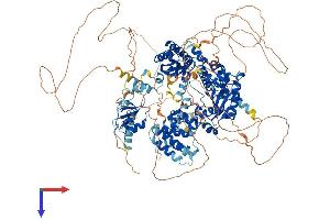 REV1 Protein (AA 1-1249) (His tag)