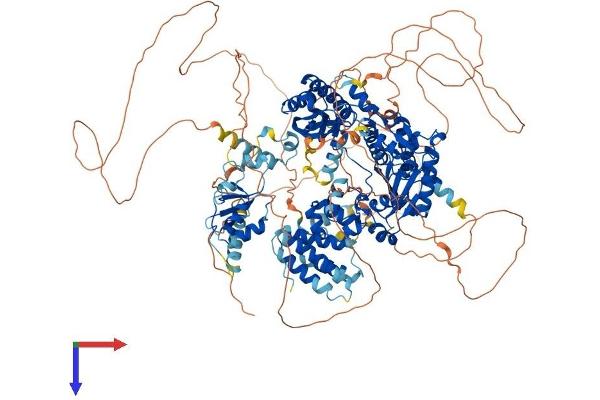 REV1 Protein (AA 1-1249) (His tag)
