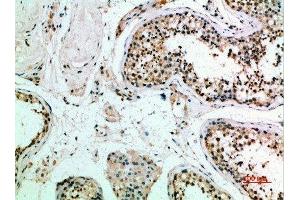 Immunohistochemical analysis of paraffin-embedded human-testis, antibody was diluted at 1:200 (FZD9 Antikörper  (AA 1-50))
