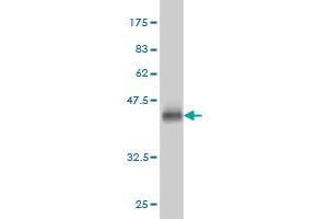 Western Blot detection against Immunogen (36.