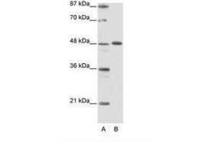 Image no. 1 for anti-Zinc Finger Protein 259 (znf259) (C-Term) antibody (ABIN6736147) (ZNF259 Antikörper  (C-Term))