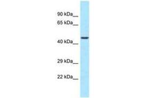 Image no. 1 for anti-WD Repeat Domain 74 (WDR74) (C-Term) antibody (ABIN6747969) (WDR74 Antikörper  (C-Term))
