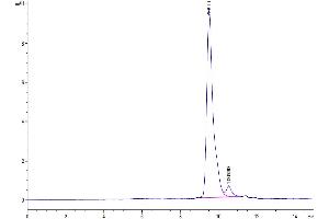 The purity of SARS-CoV-2 3CLpro is greater than 95 % as determined by SEC-HPLC. (SARS-Coronavirus Nonstructural Protein 8 (SARS-CoV NSP8) Protein)