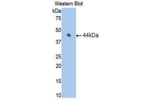 Western Blotting (WB) image for anti-Coagulation Factor VII (F7) (AA 42-169) antibody (ABIN1175155) (Factor VII Antikörper  (AA 42-169))