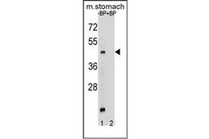 Western Blotting (WB) image for anti-Membrane Bound O-Acyltransferase Domain Containing 4 (MBOAT4) (AA 257-287), (Middle Region) antibody (ABIN953340)