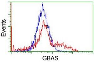 Image no. 2 for anti-Glioblastoma Amplified Sequence (GBAS) antibody (ABIN1498394) (GBAS Antikörper)