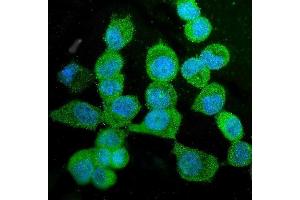 IF analysis of KIF15 using anti-KIF15 antibody (ABIN6719385). (KIF15 Antikörper  (AA 1201-1388))