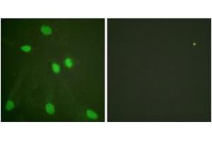 Immunofluorescence analysis of HeLa cells, using Histone H3 (Ab-14) Antibody. (Histone 3 Antikörper  (AA 6-55))