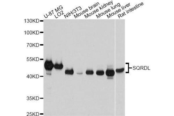 SQRDL antibody  (AA 211-450)