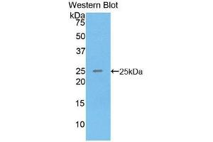Western Blotting (WB) image for anti-Sprouty Homolog 3 (SPRY3) (AA 91-288) antibody (ABIN1860625) (SPRY3 Antikörper  (AA 91-288))