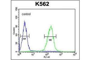 Flow cytometric analysis of K562 cells using POTEE Antibody (Center) Cat. (POTEE Antikörper  (Middle Region))