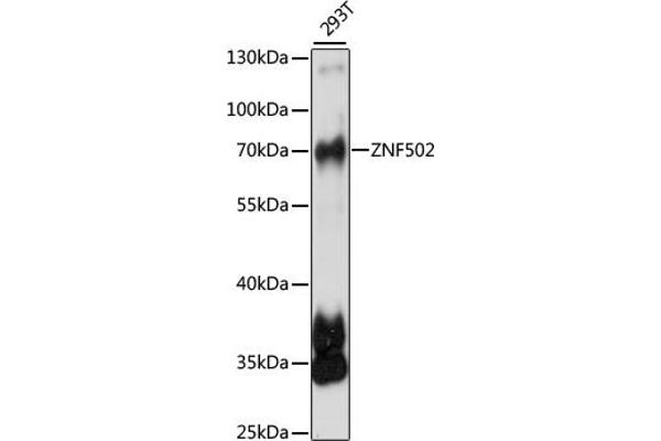 ZNF502 Antikörper  (AA 1-150)
