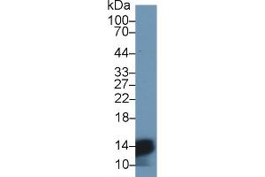 Detection of HBa1 in Mouse Liver lysate using Polyclonal Antibody to Hemoglobin Alpha 1 (HBa1) (HBA1 Antikörper  (AA 1-142))