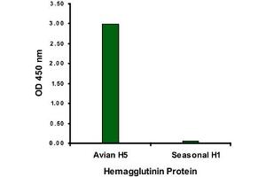 ELISA analysis of Influenza A virus Hemagglutinin H5 protein with 2 ug/mL Influenza A virus Hemagglutinin H5 monoclonal antibody, clone 4H1C10 . (Hemagglutinin Antikörper  (Internal Region))