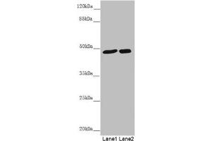 Western blot All lanes: PSTPIP1 antibody at 0. (PSTPIP1 Antikörper  (AA 157-416))